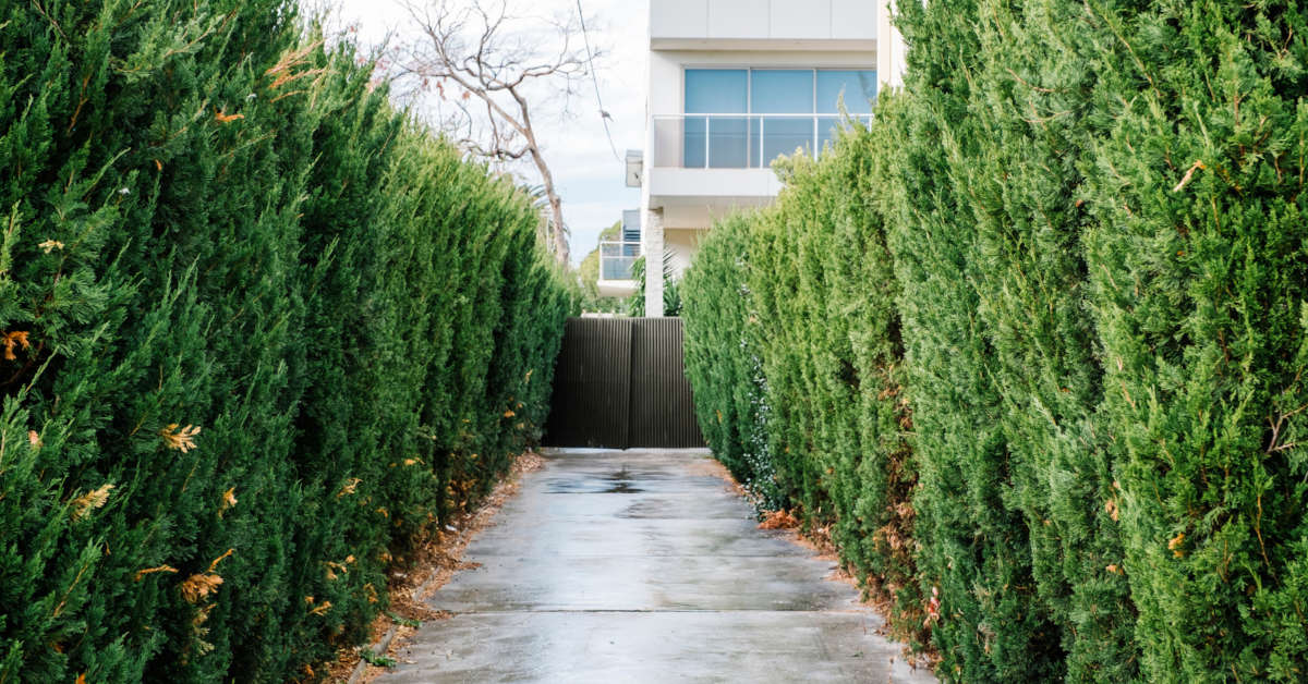 Grab czy buk na żywopłot? Co będzie lepsze?