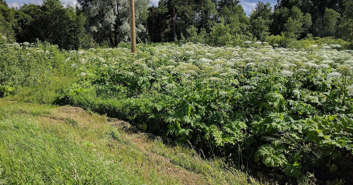 Barszcz Sosnowskiego – wygląd, objawy oparzenia