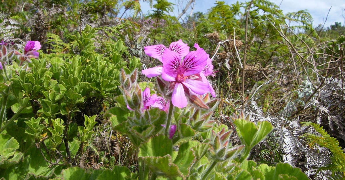 Choroby pelargonii – co robić na żółte liście?