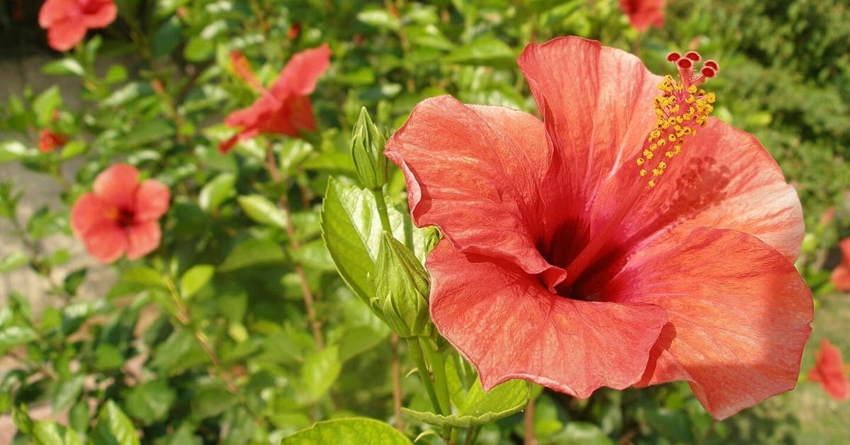 Hibiskus w ogrodzie – uprawa, przycinanie, rozmnażanie