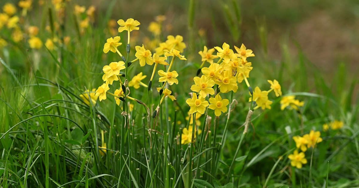 Czym się różni narcyz od żonkila?