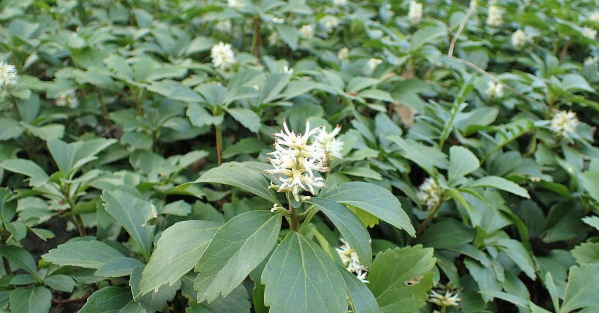 Rośliny okrywowe do cienia – jakie wybrać?