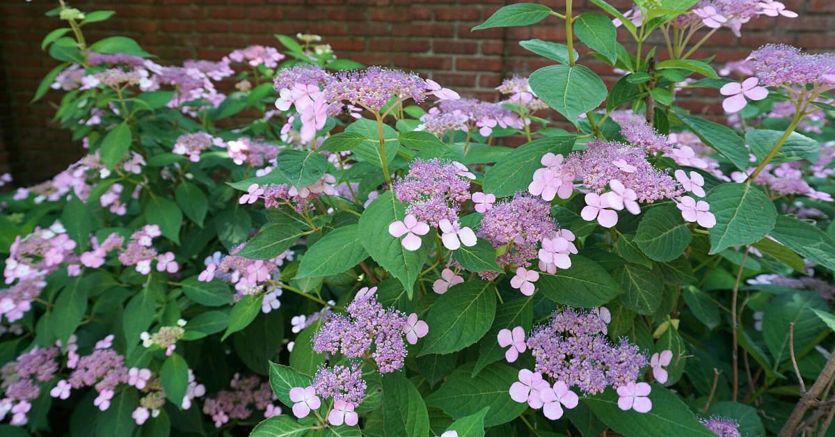 Dlaczego hortensja nie kwitnie?