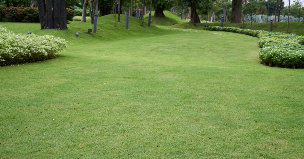 Ciemnozielone plamy na trawniku – co robić?