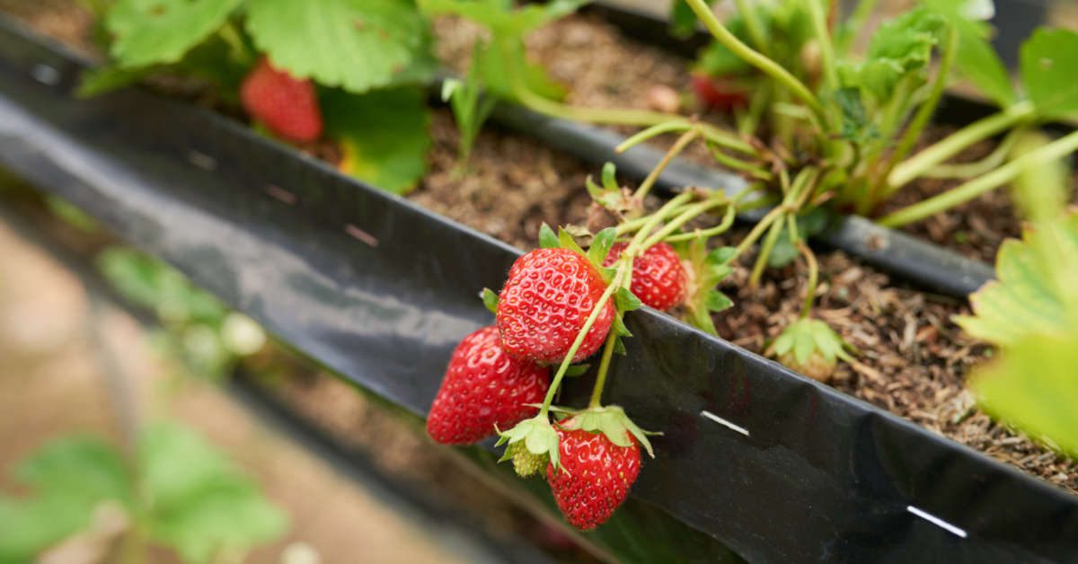 Jak przezimować truskawki w doniczkach?