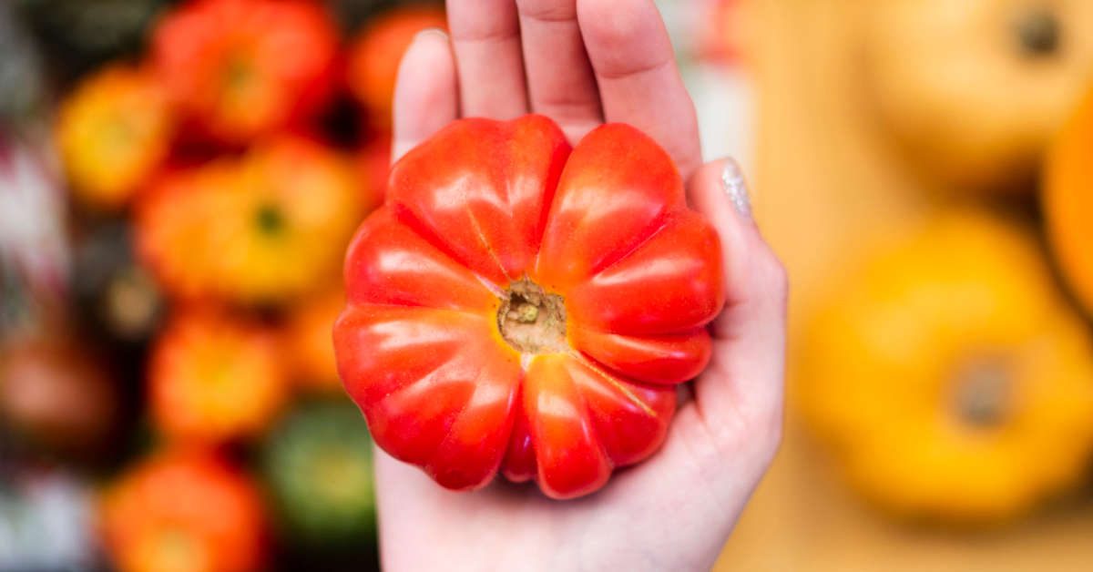 Pomidor bawole serce – uprawa, przycinanie, rozmnażanie