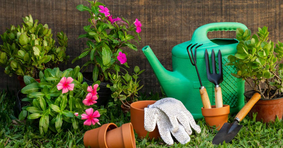 Jak uratować rośliny po przymrozkach?