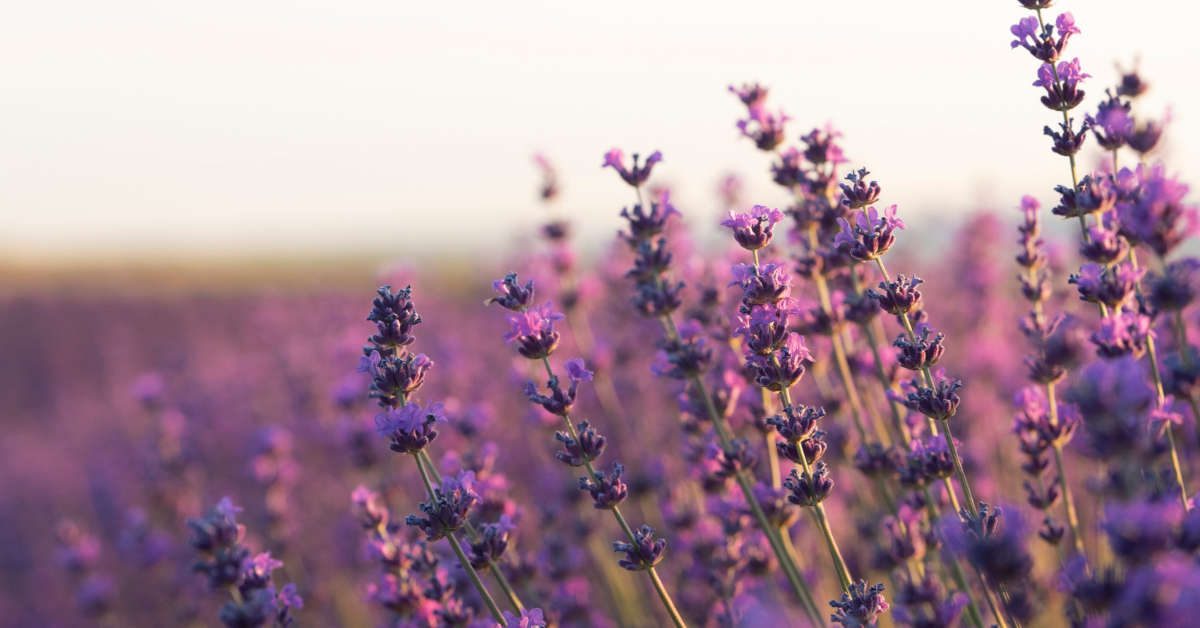 Jak przycinać lawendę na wiosnę?