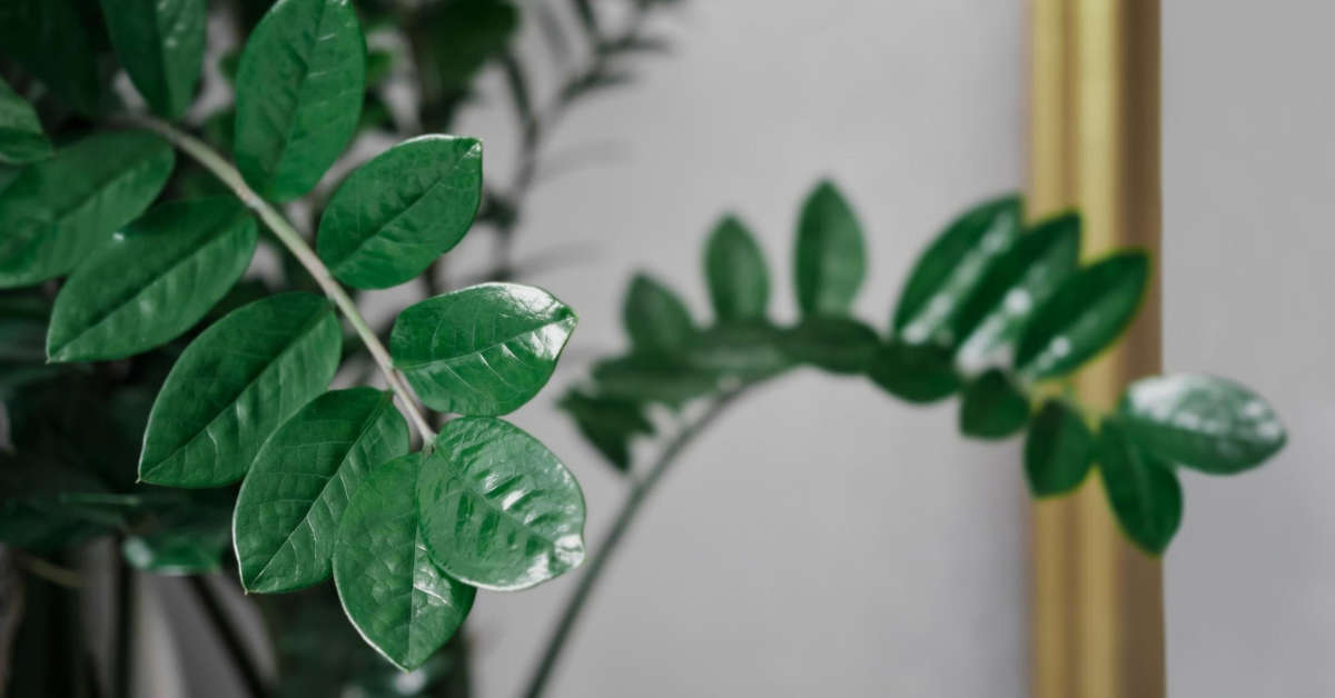 Dlaczego zamiokulkas nie wypuszcza nowych liści?