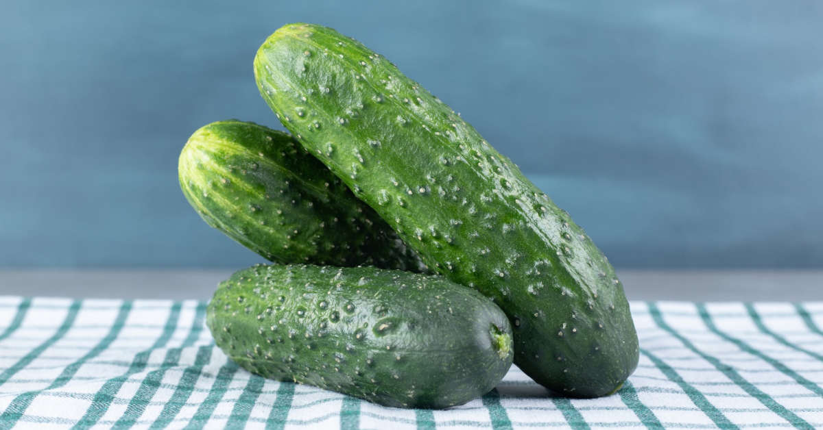 Jak uprawiać ogórki gruntowe?