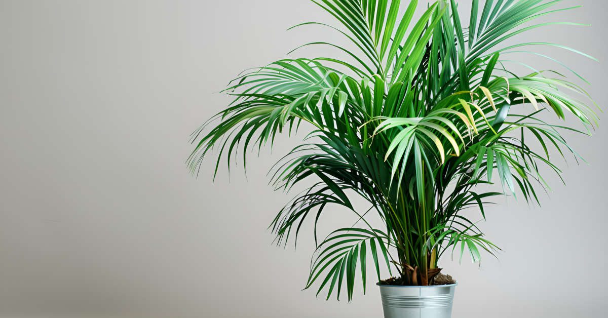 Palma daktylowa w doniczce – uprawa, choroby