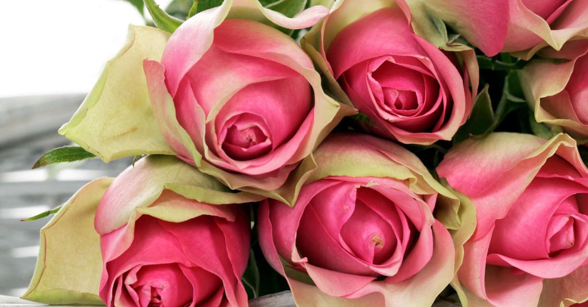 Co zrobić żeby róże dłużej stały w wazonie?