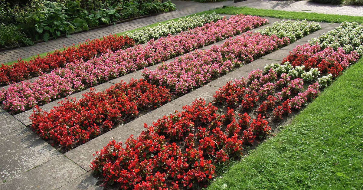 Czy begonia jest trująca dla kota?