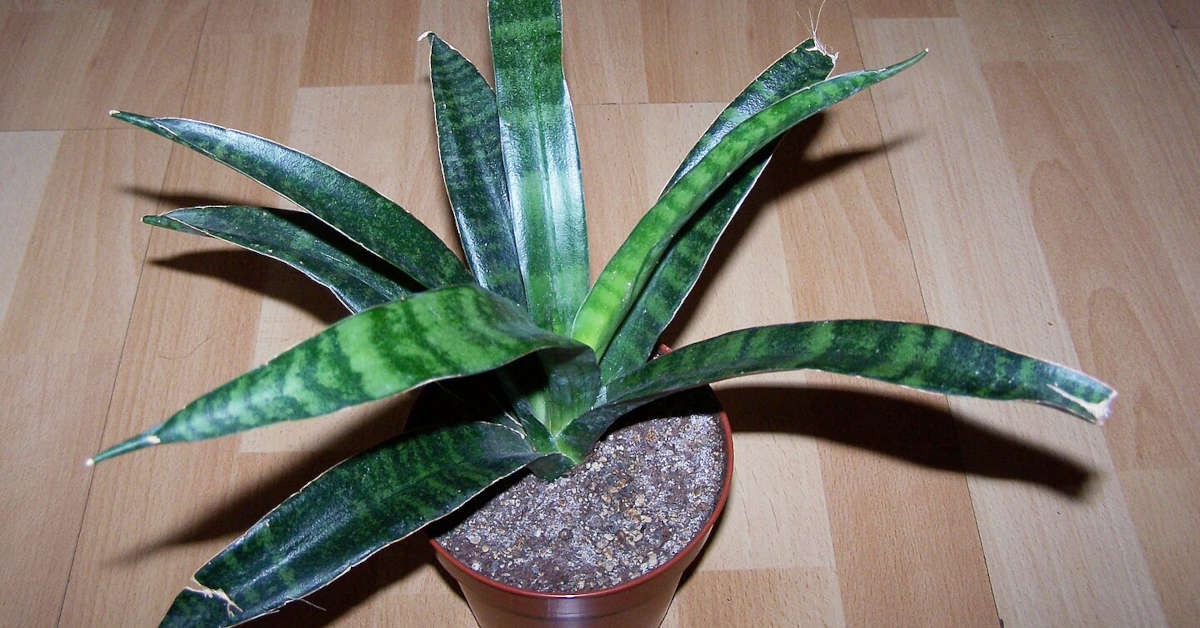 Jaka ziemia do draceny w doniczce?