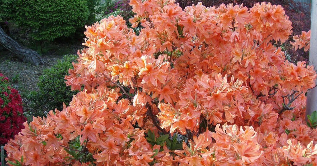 Czy azalia doniczkowa nadaje się do ogrodu?