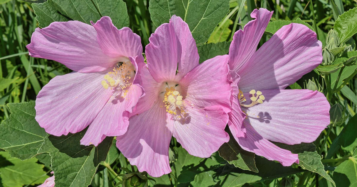 Hibiskus bagienny – kiedy przycinać?