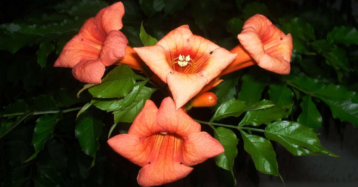 Milin amerykański – sadzenie, uprawa, wymagania