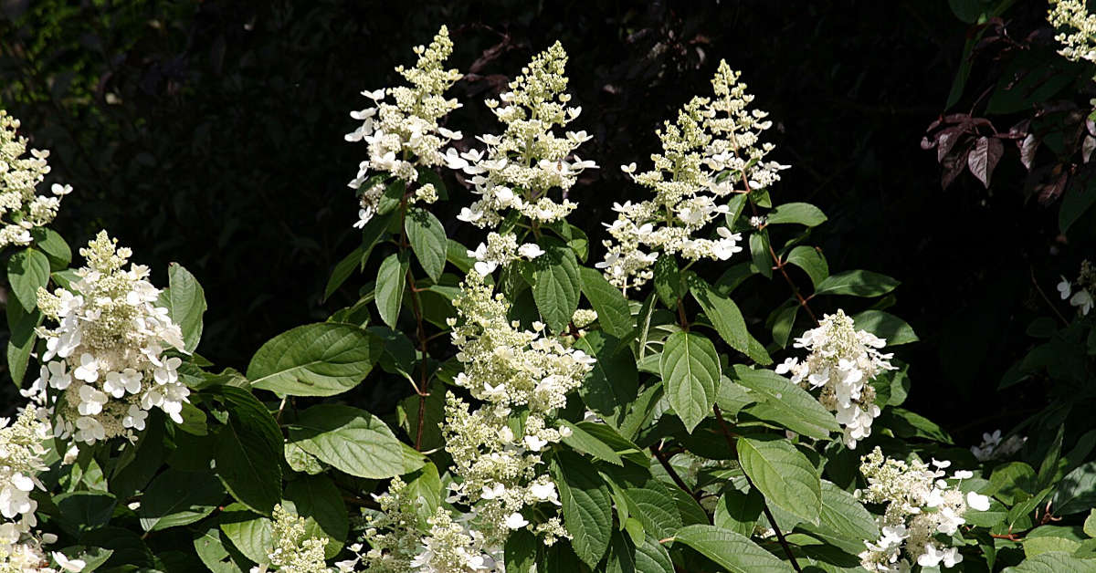 Hortensja bukietowa – czy okrywać na zimę?