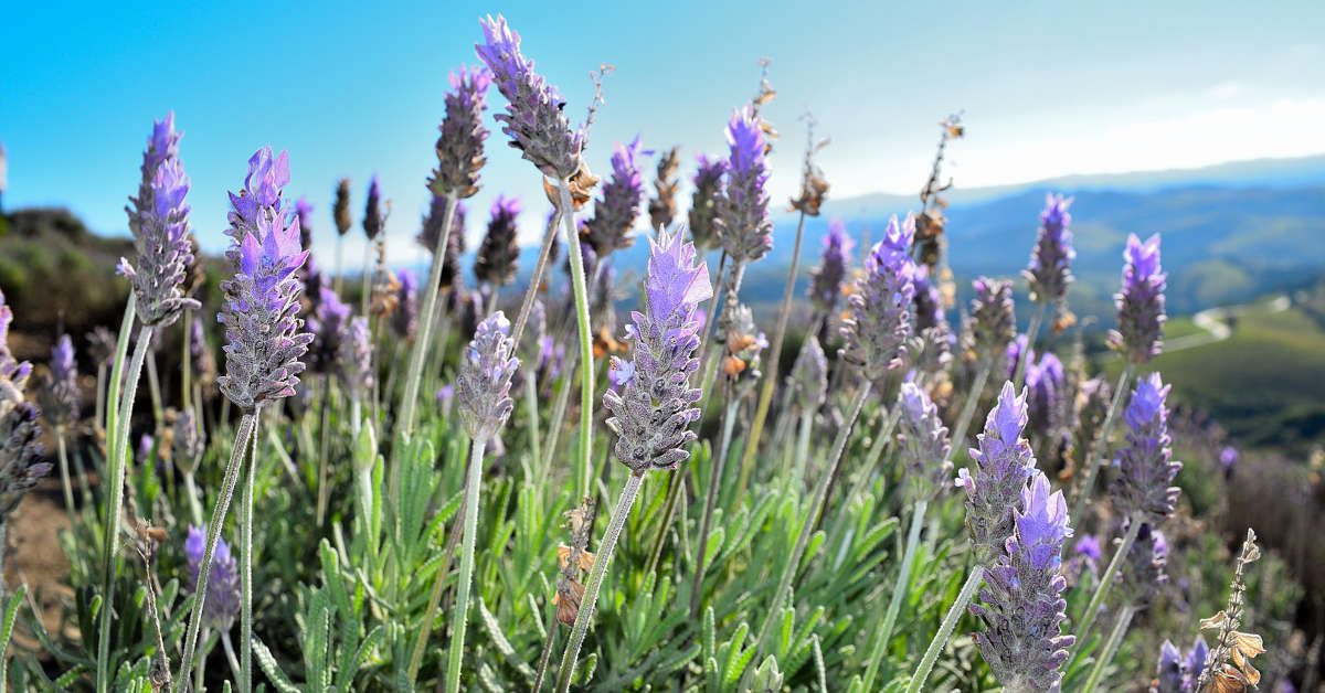 Czy lawenda odstrasza komary?