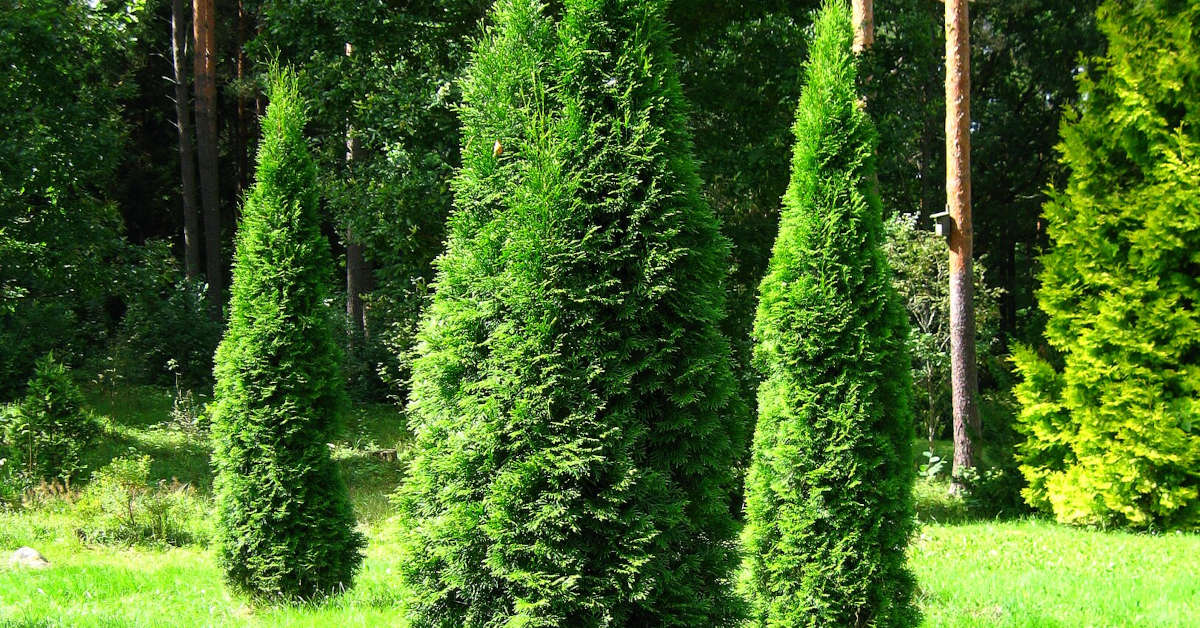 Jak przycinać tuje na bonsai?