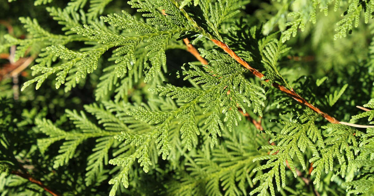 Choroby grzybowe iglaków – zdjęcia z opisami