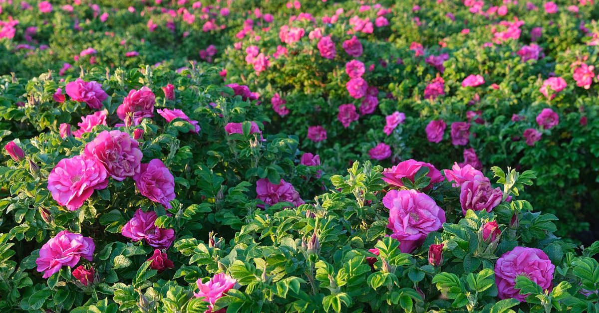 Czy miedzianem można pryskać róże?