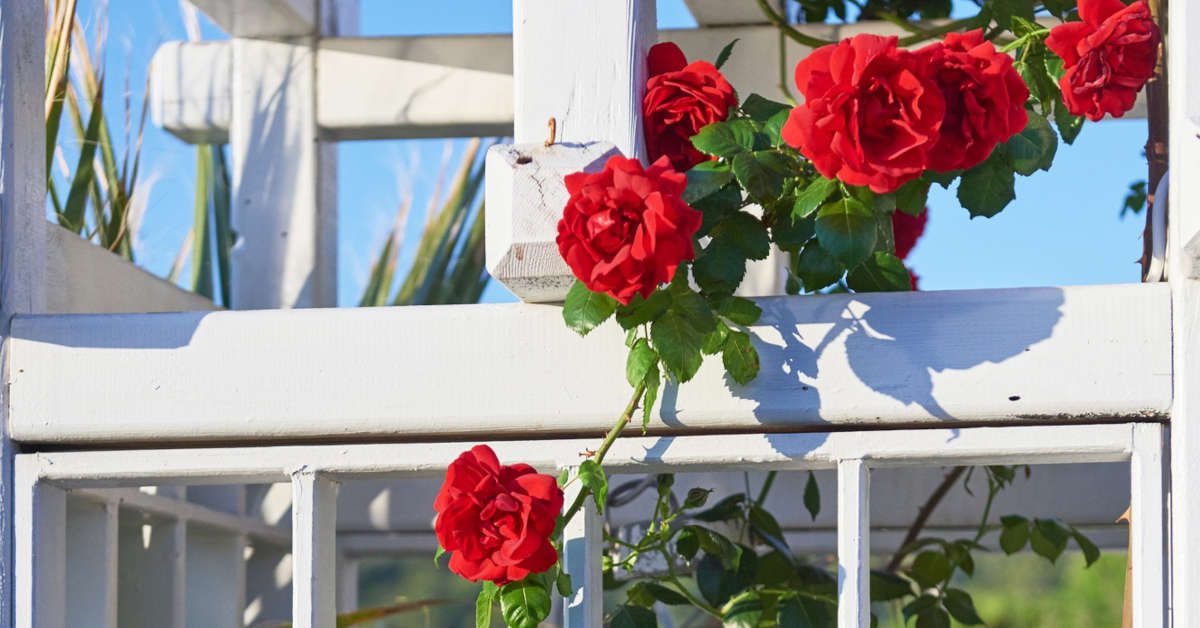 Jak sadzić róże pnące przy pergoli