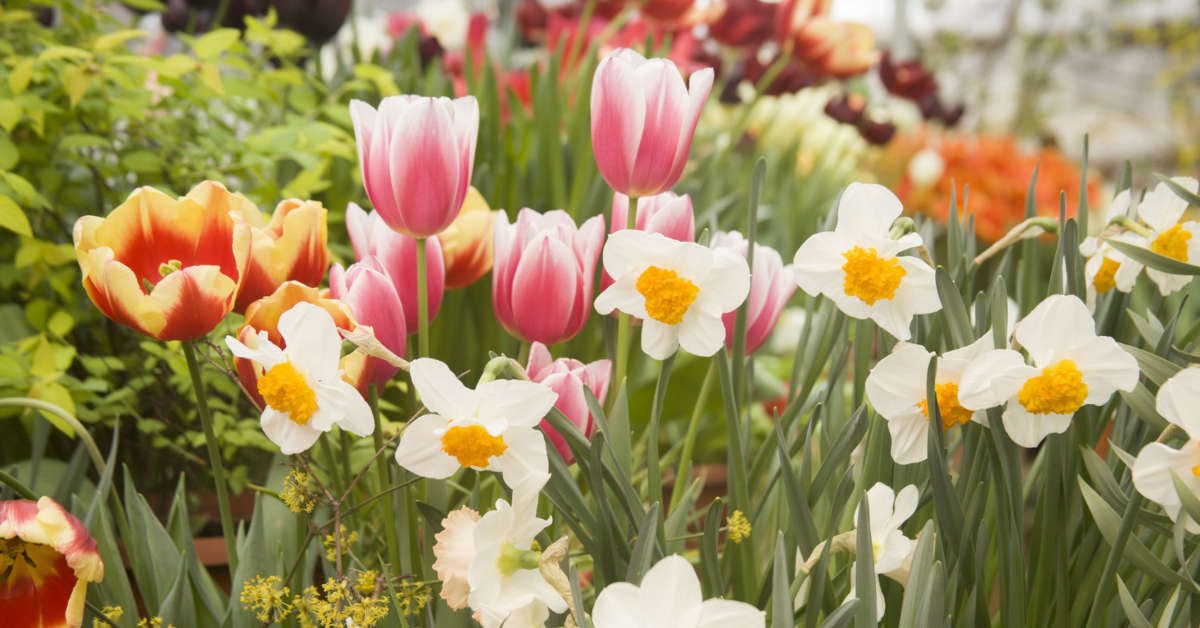 Wiosna w ogrodzie – kalendarz ogrodnika