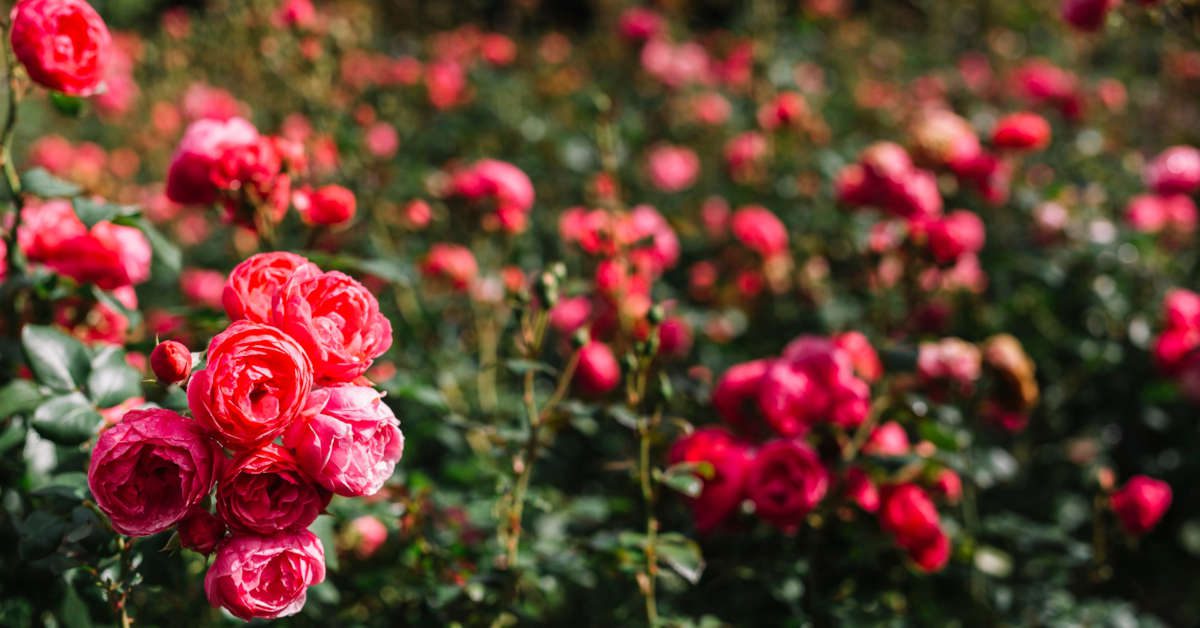 Czy można przesadzać róże w czasie kwitnienia?