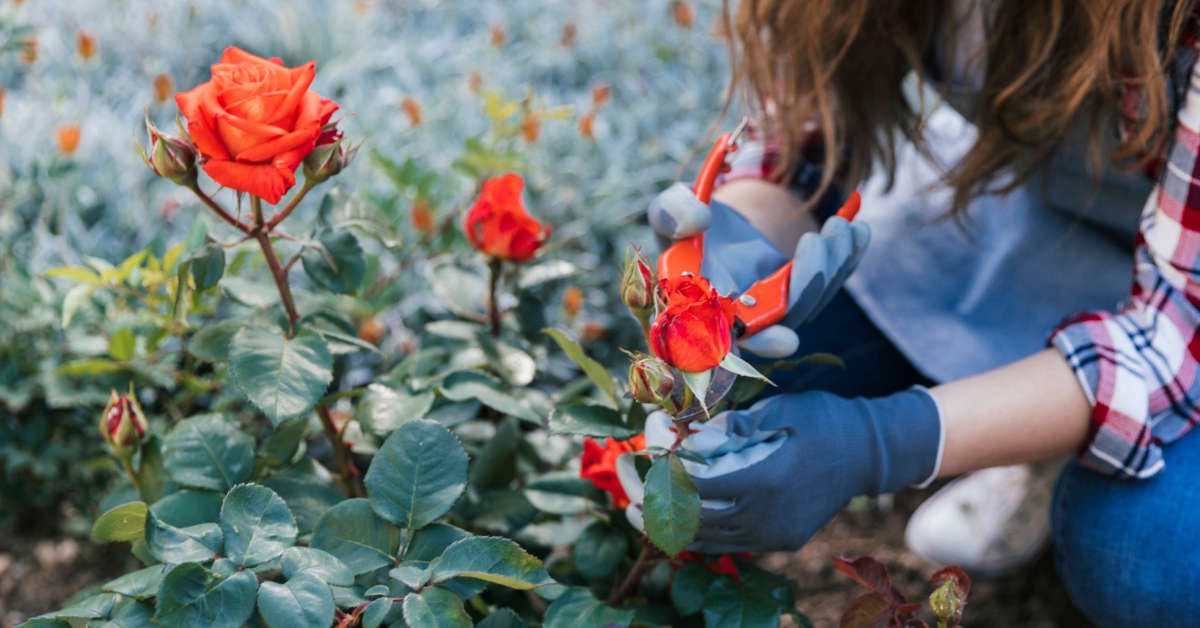 Jaki obornik jest najlepszy pod róże?