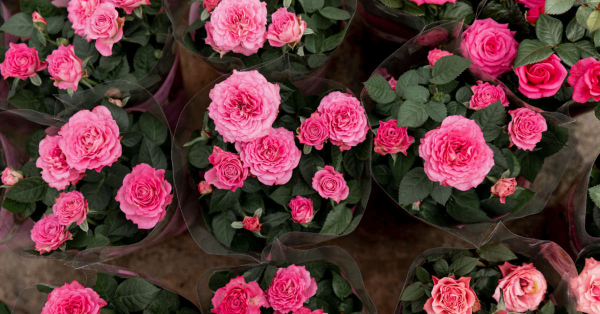 Jak suszyć róże w całości?