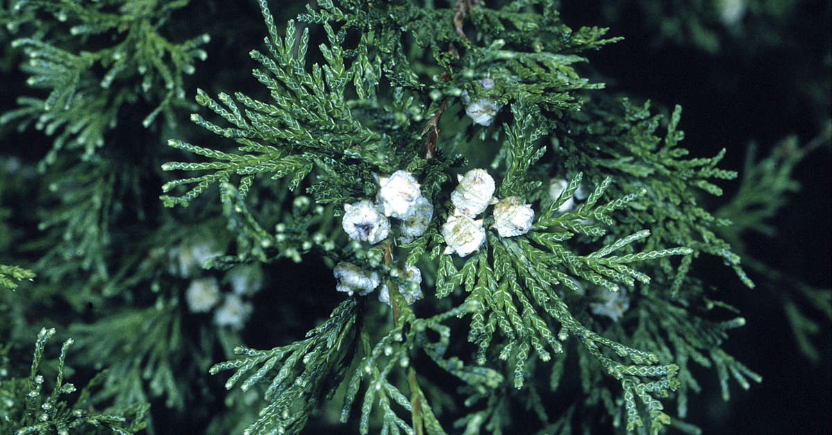 Czy cyprysik przezimuje w gruncie?