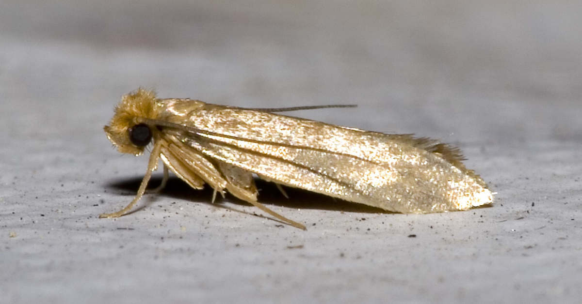 Czy mole spożywcze jedzą ubrania?