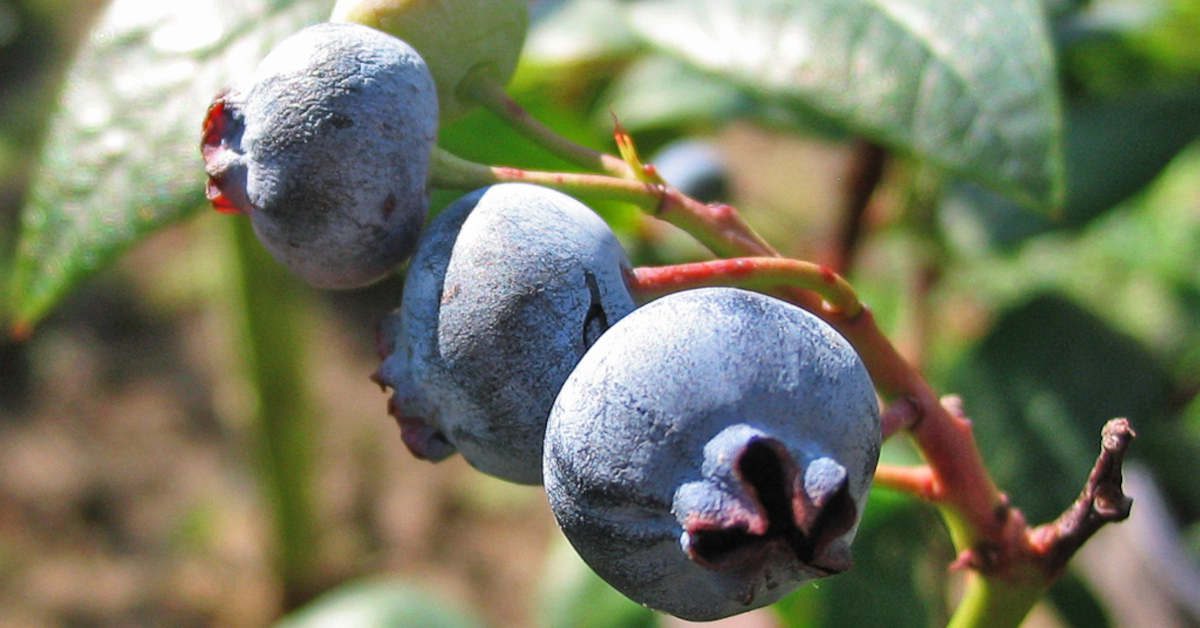Jak i czym zakwasić ziemię pod borówki?