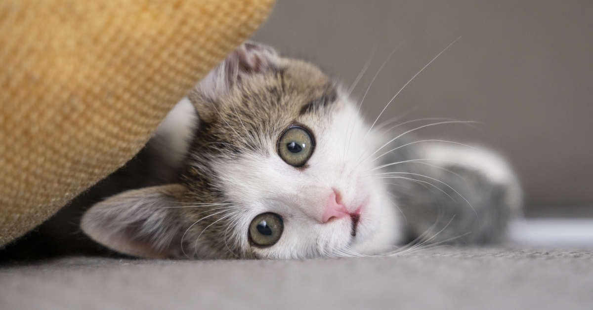 Czy róże są trujące dla kota?