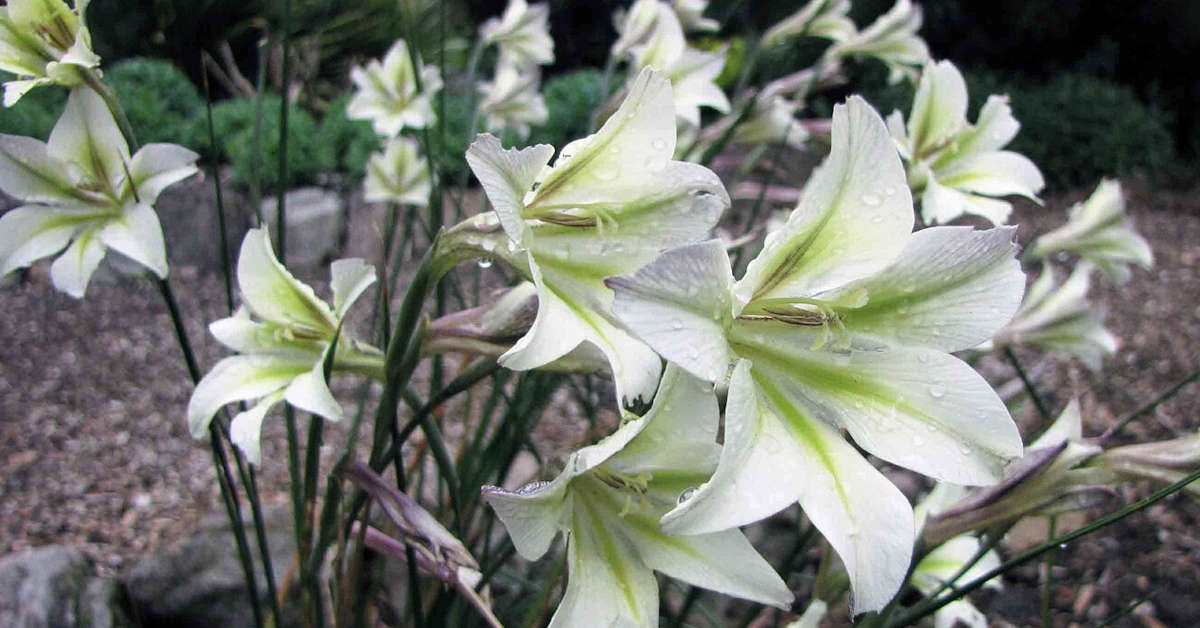 Jak przechowywać mieczyki przez zimę?