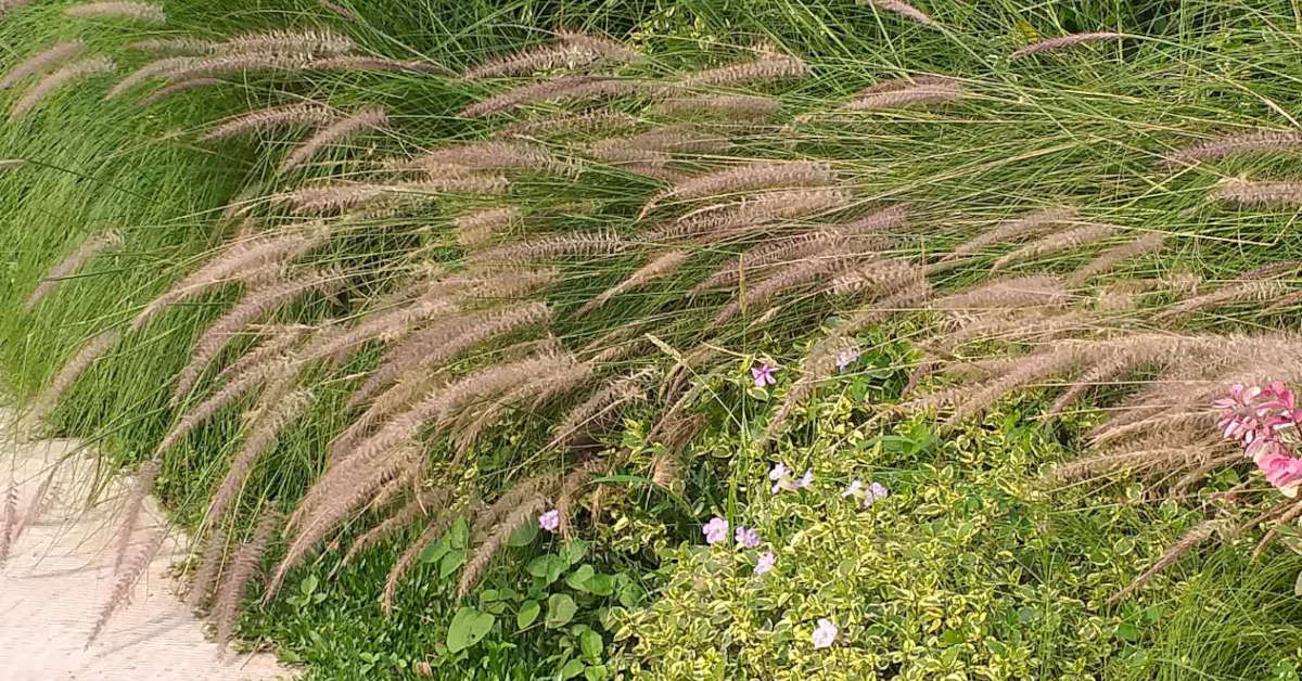 Rozplenica rubrum – jak przezimować?