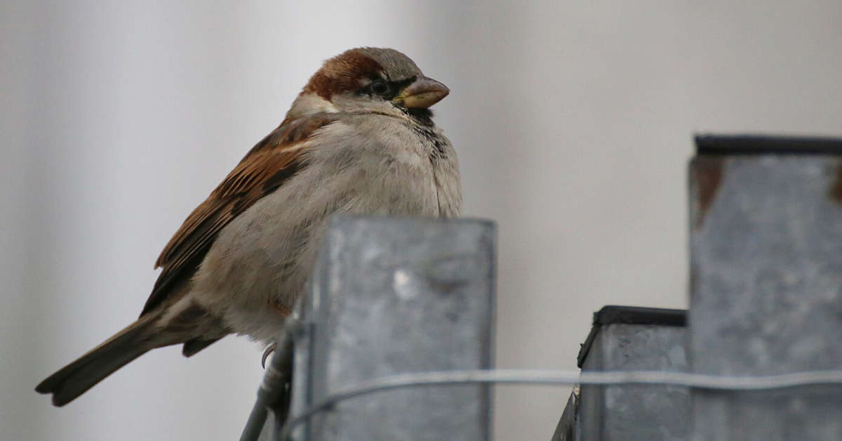 Sposób na wróble pod dachem – najlepsze metody!