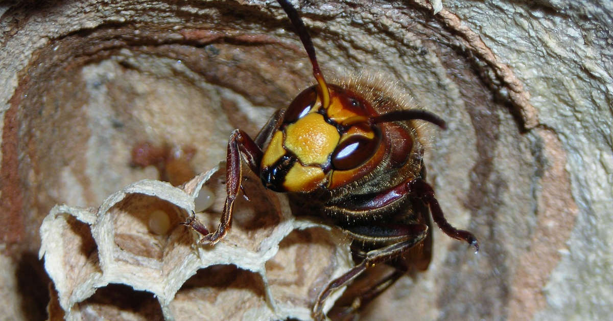 Jak usunąć gniazdo szerszeni?