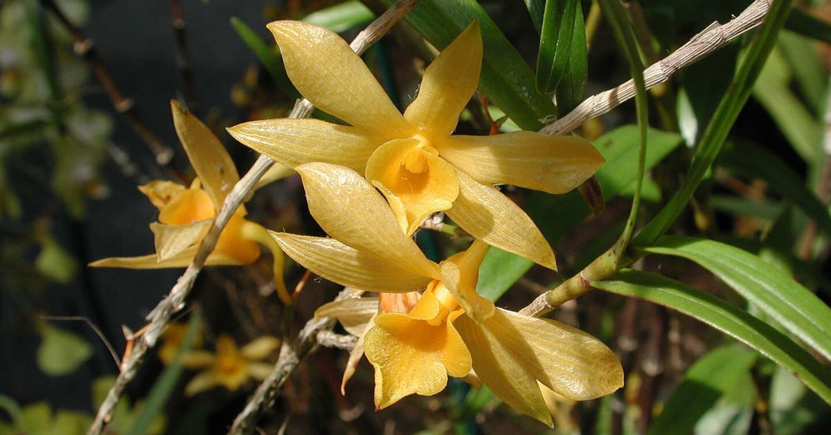 Storczyk dendrobium – czy obcinać przekwitnięte pędy?