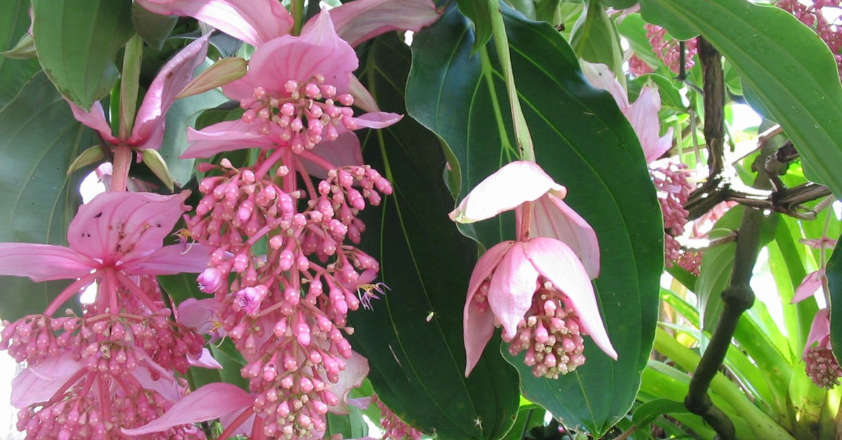 Medinilla wspaniała – uprawa i pielęgnacja