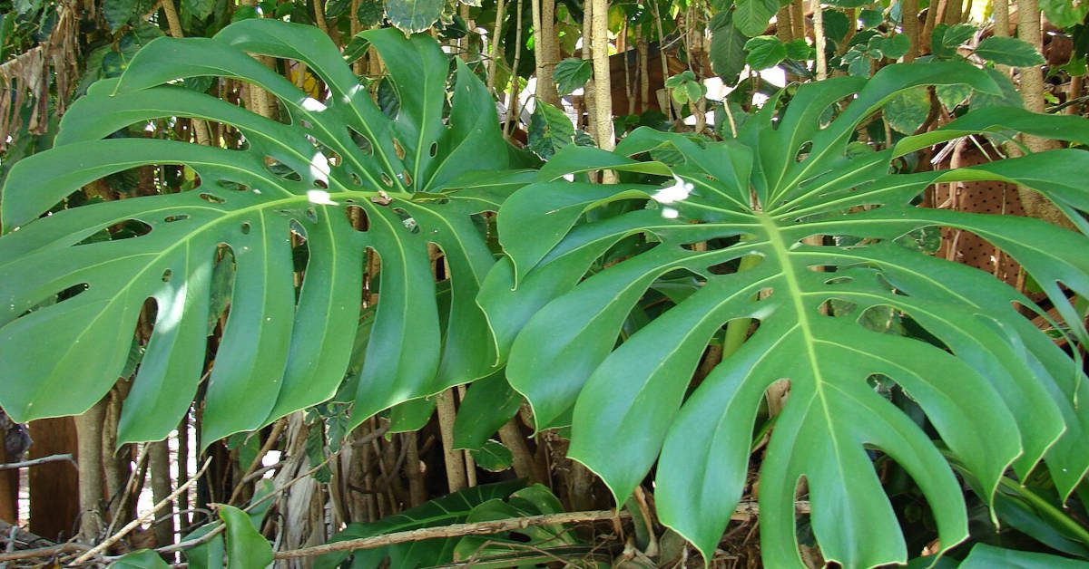 Wciornastki na monsterze – jak się ich pozbyć?