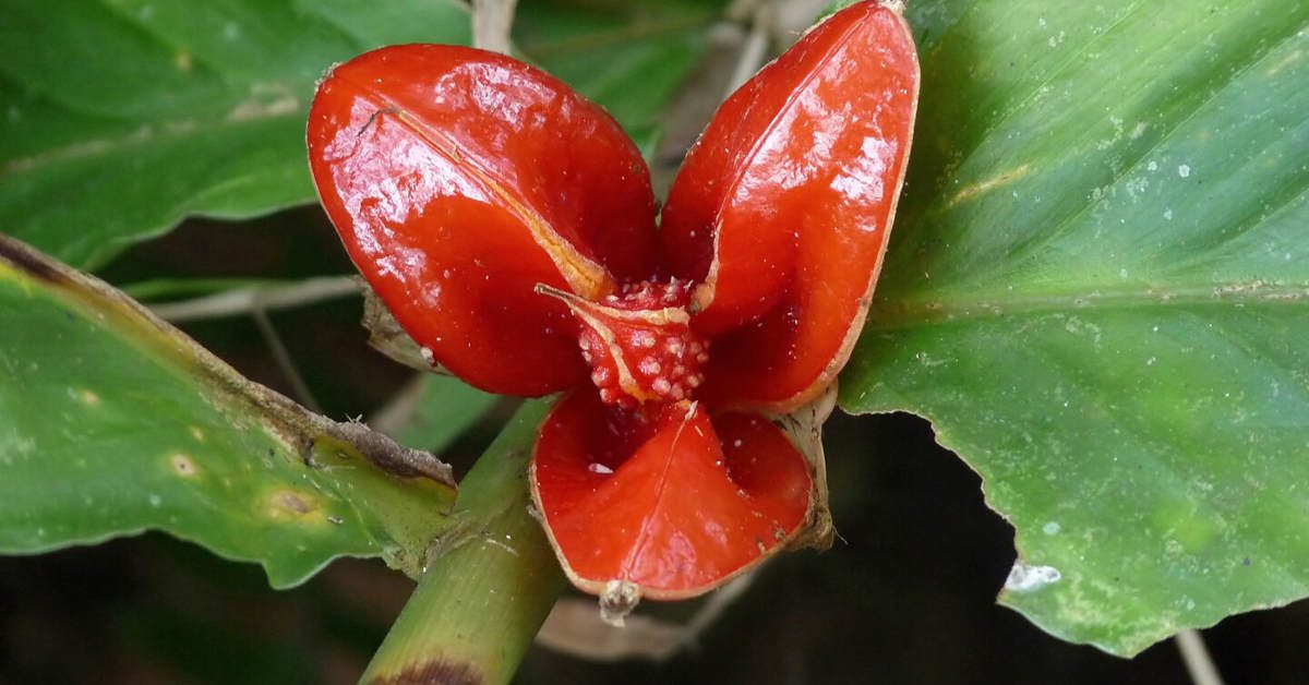 Jak uprawiać imbir w domu?