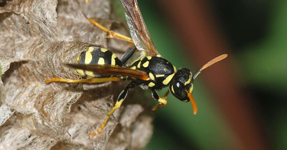 Owady podobne do osy – jak je rozpoznać?