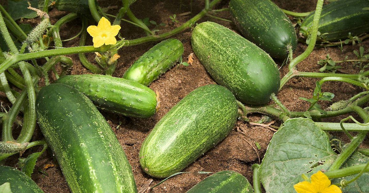 Jak podwiązać ogórki? Poradnik ogrodnika