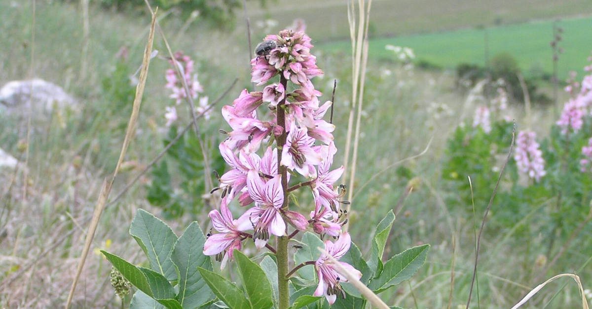 Krzew mojżesza – oparzenia. Co robić po kontakcie z rośliną?