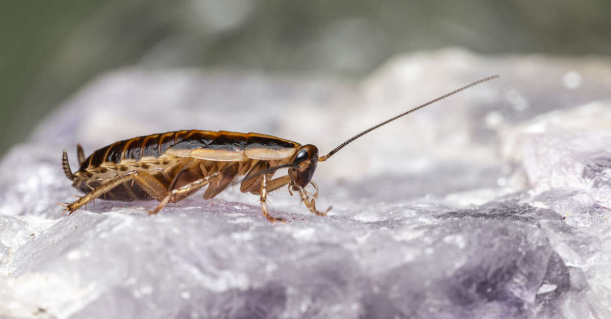 Jak pozbyć się karaluchów z domu?
