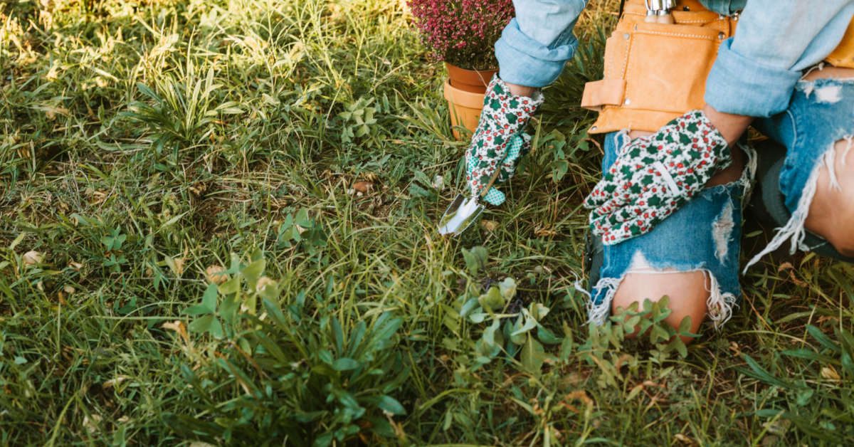Domestos na chwasty – czy warto stosować?