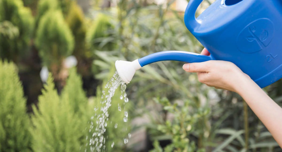 Podlewanie roślin nawozem z pokrzywy