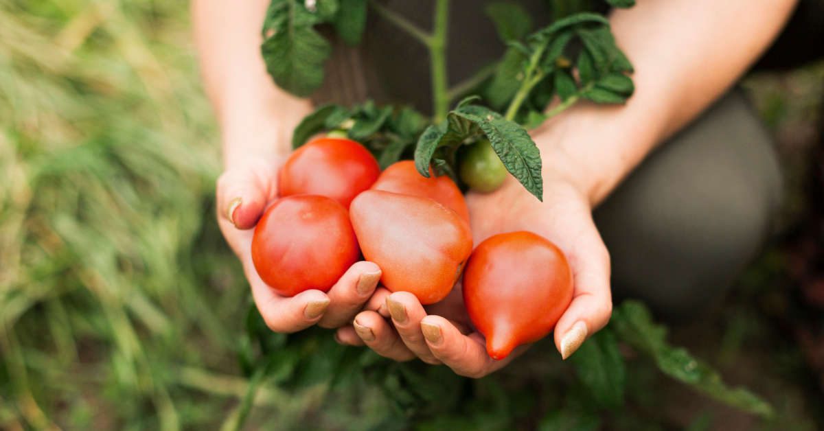 Choroby pomidorów szklarniowych – zdjęcia, opis